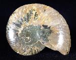 Cleoniceras (Grycia) besairiei COLLIGNON 1949 - Bild © FossNet FossilienStore